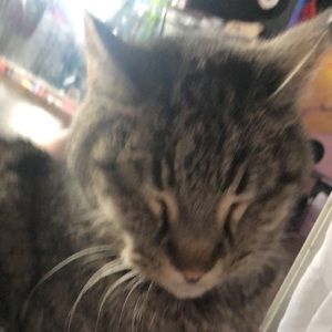 Meet your Posher, Ava